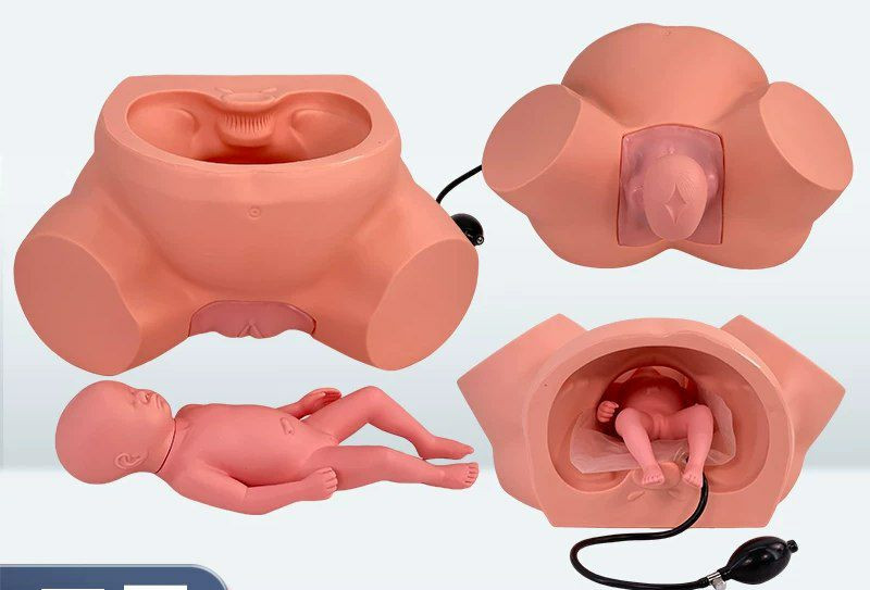 Modèle d'enseignement sur l'accouchement Modèle d'enseignement et de formation avancé sur la dystocie Modèle d'enseignement sur la dystocie en obstétrique et gynécologie pour l'accouchement par sage-f